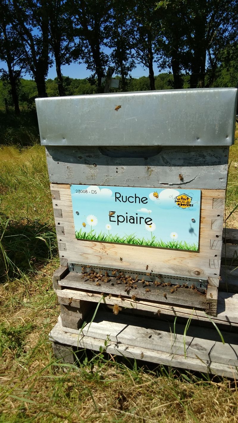 La ruche Epiaire 