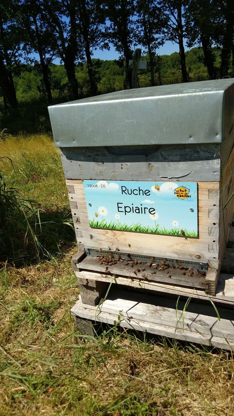 La ruche Epiaire 