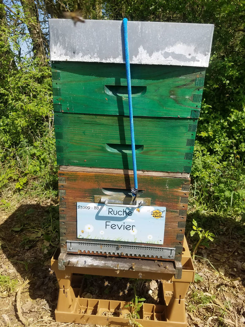 La ruche Fevier