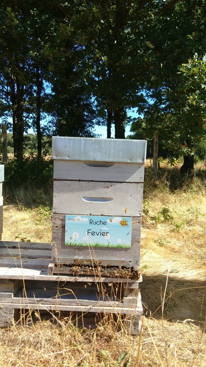La ruche Fevier