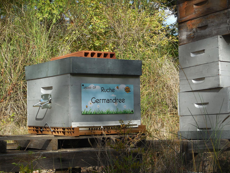 La ruche Germandree