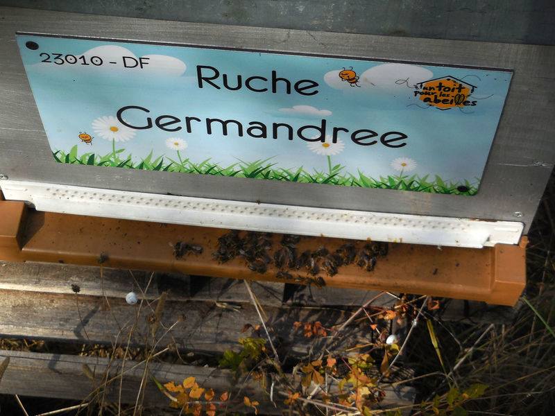 La ruche Germandree