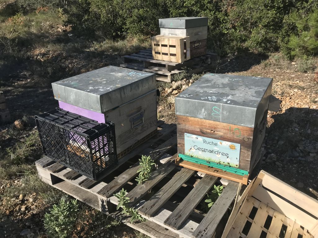 La ruche Germandree