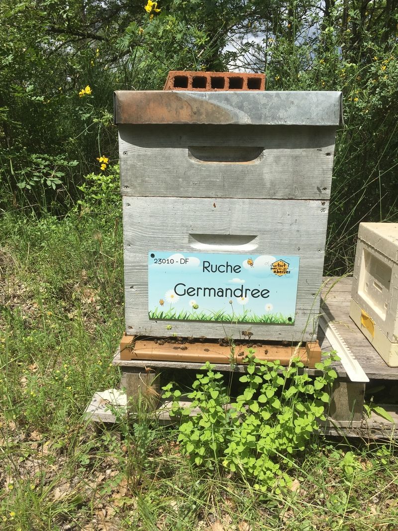 La ruche Germandree