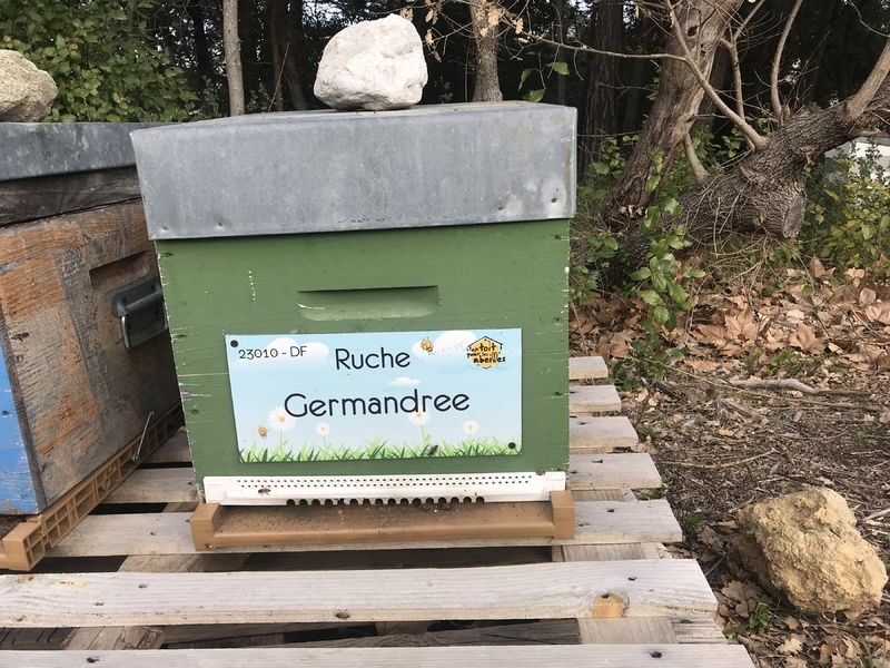 La ruche Germandree