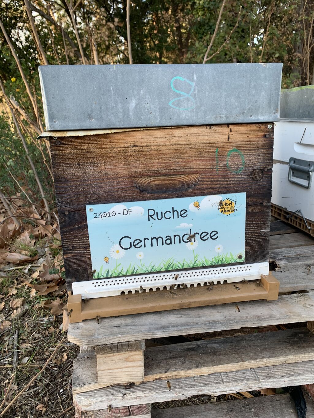 La ruche Germandree