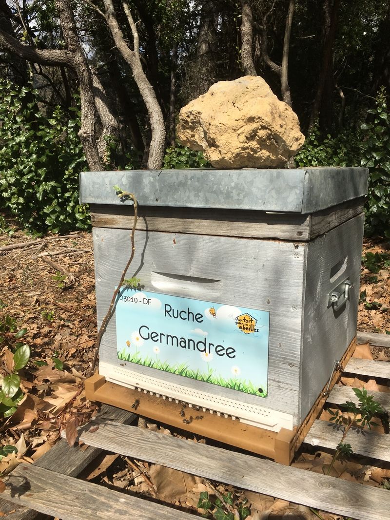 La ruche Germandree
