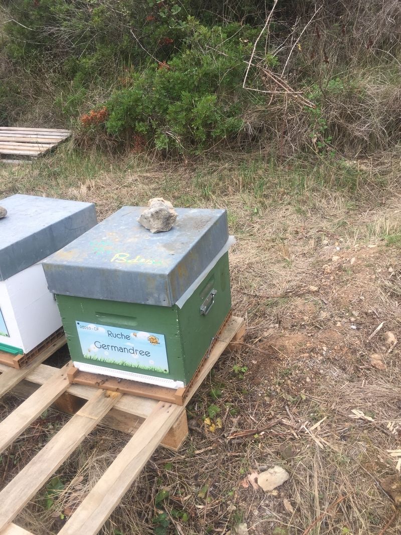 La ruche Germandree