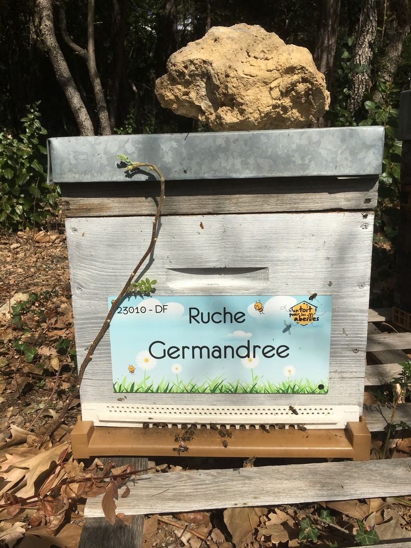 La ruche Germandree