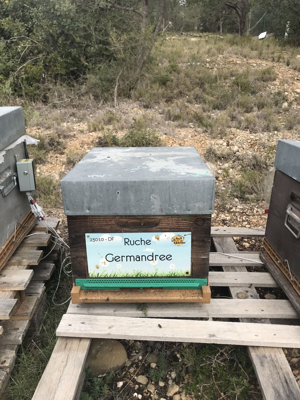 La ruche Germandree