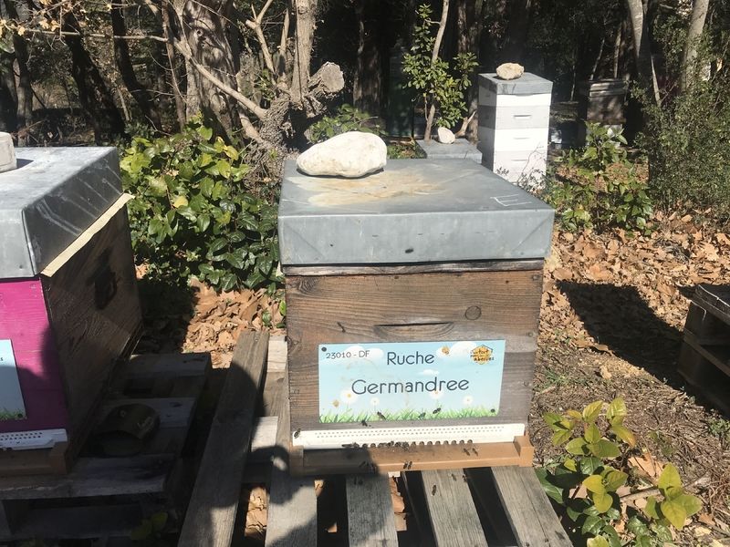 La ruche Germandree