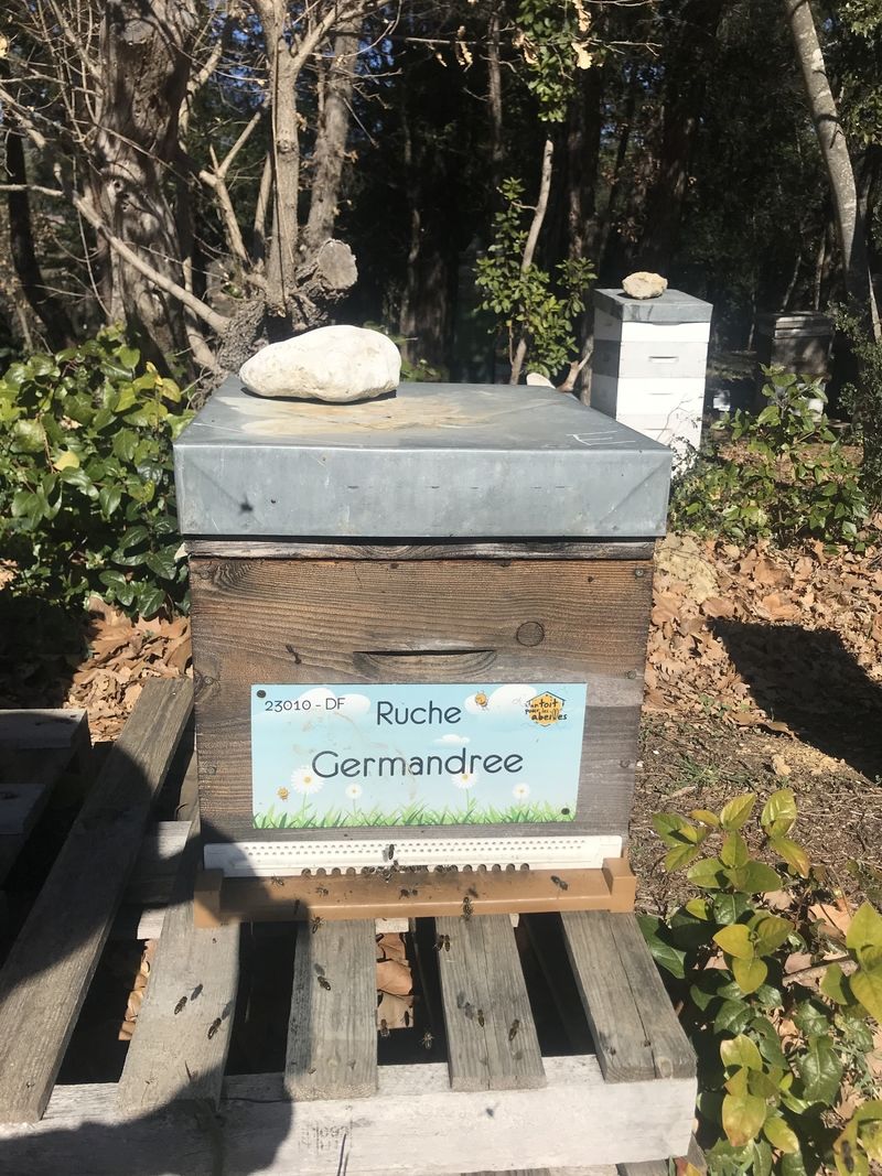 La ruche Germandree