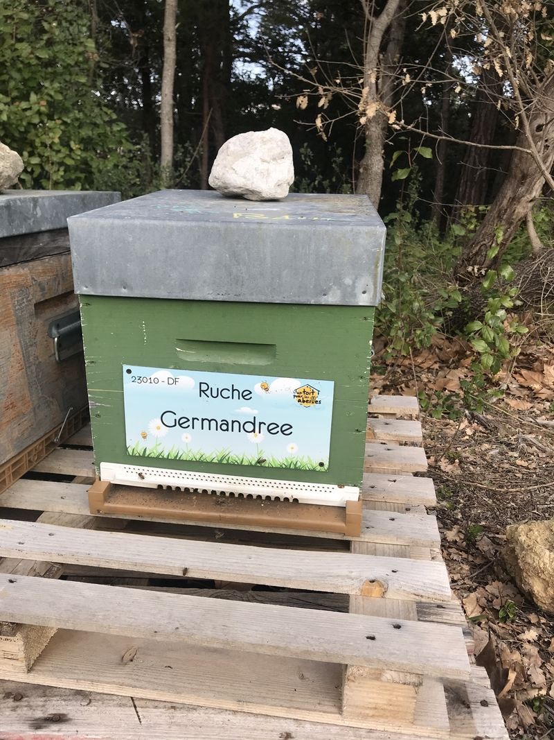 La ruche Germandree