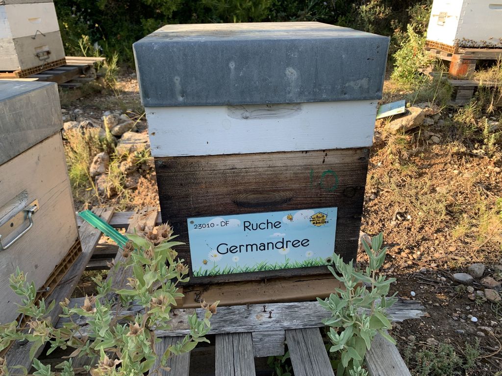 La ruche Germandree