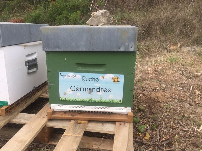 La ruche