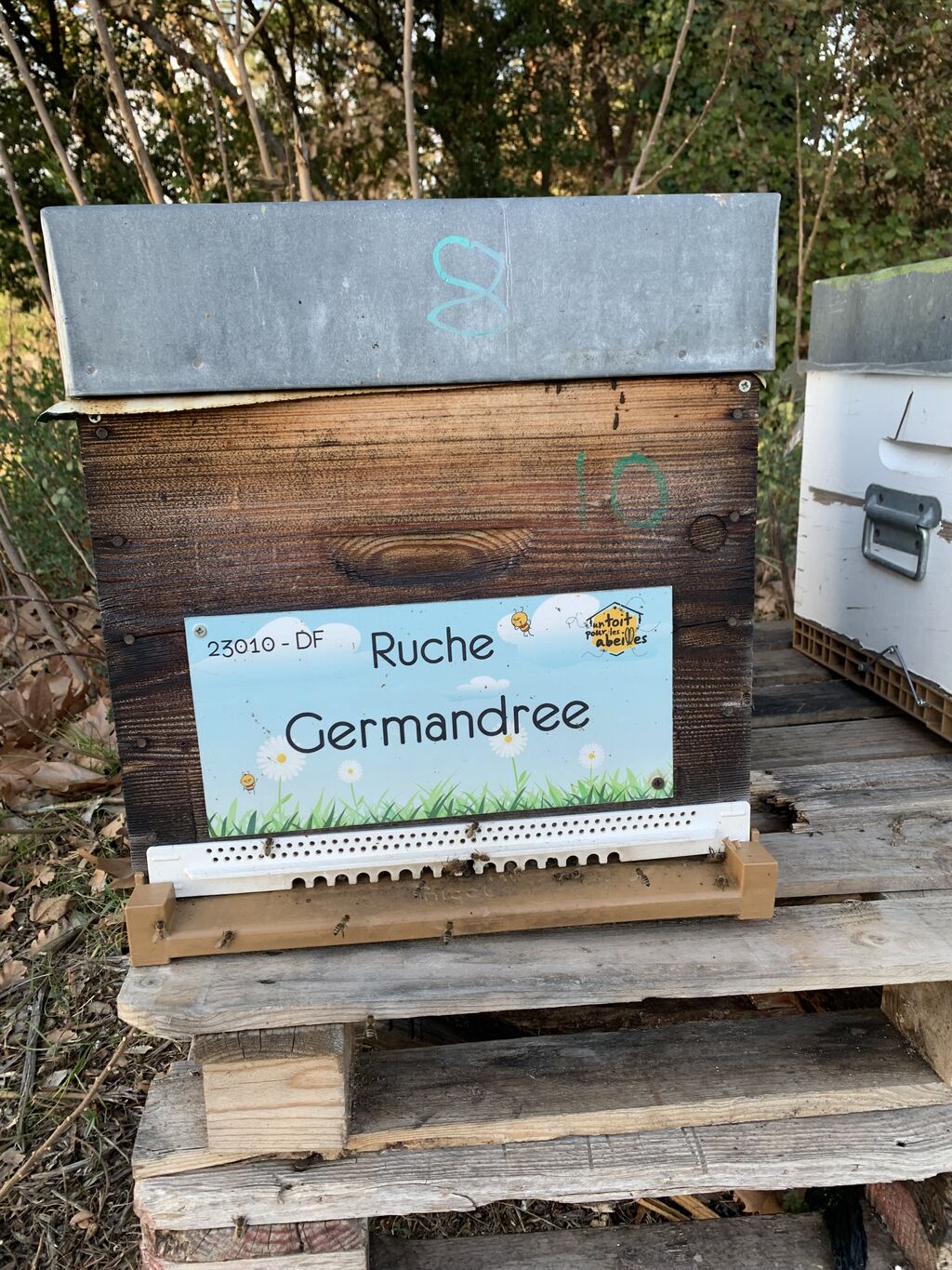 La ruche Germandree