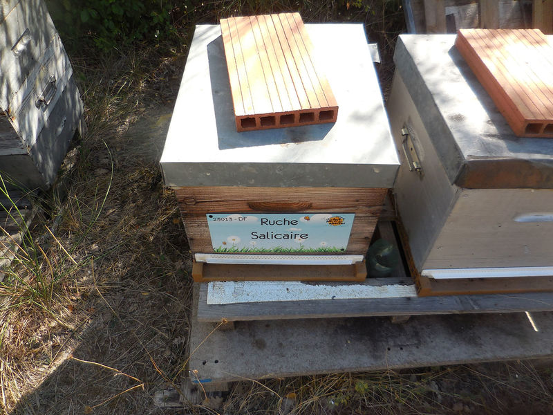 La ruche Salicaire
