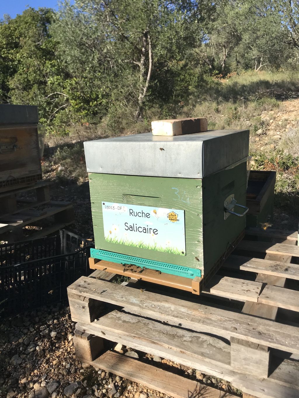La ruche Salicaire