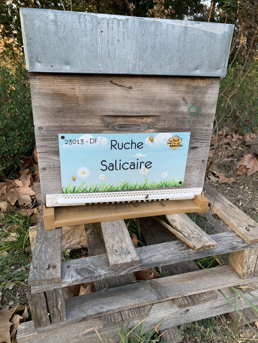 La ruche Salicaire