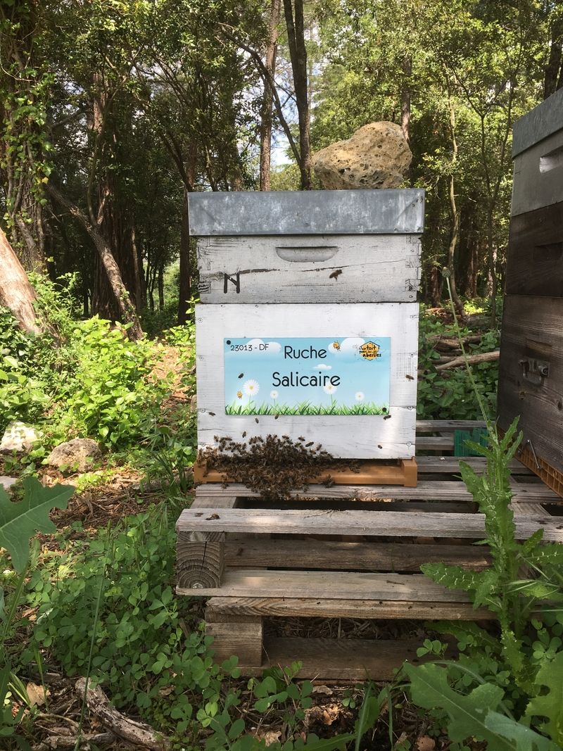 La ruche Salicaire