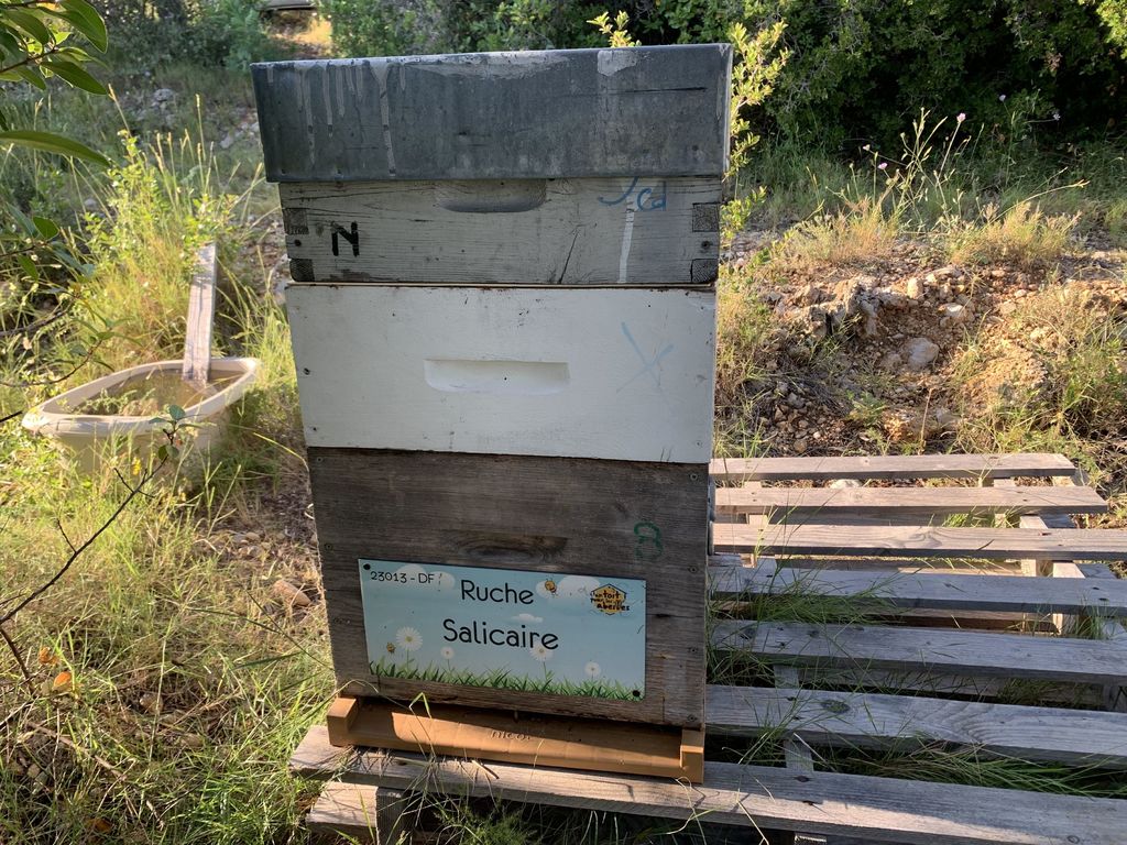La ruche Salicaire