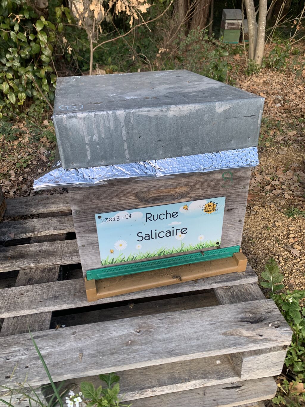 La ruche Salicaire