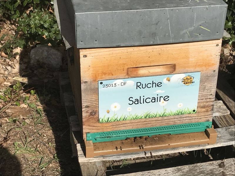 La ruche Salicaire
