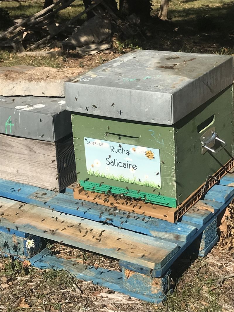La ruche Salicaire