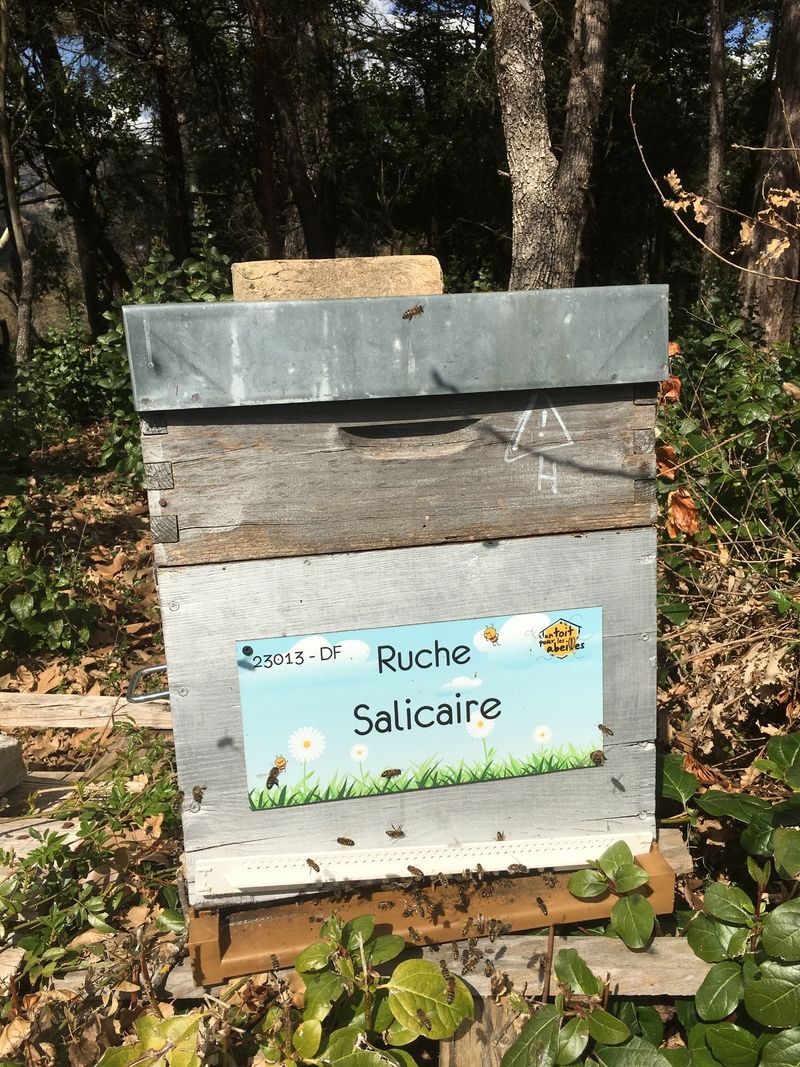 La ruche Salicaire