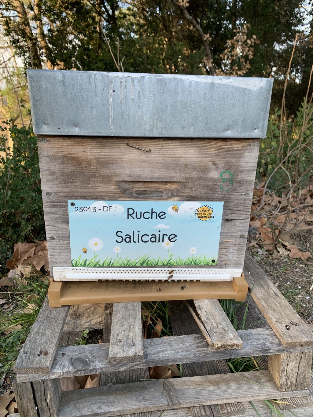 La ruche Salicaire
