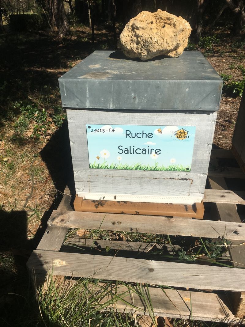 La ruche Salicaire