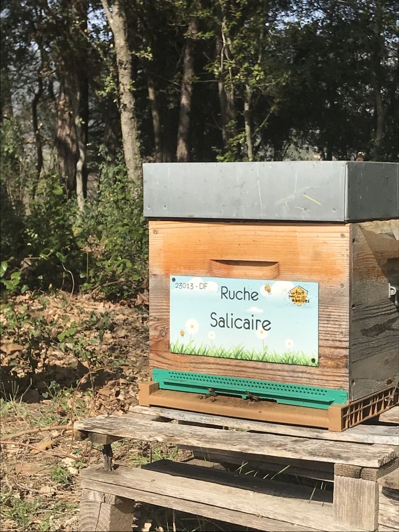 La ruche Salicaire