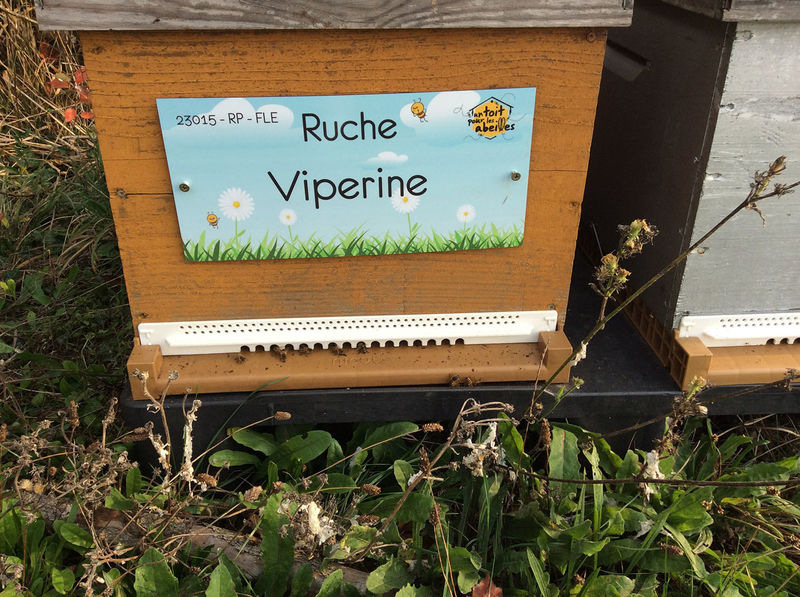 La ruche