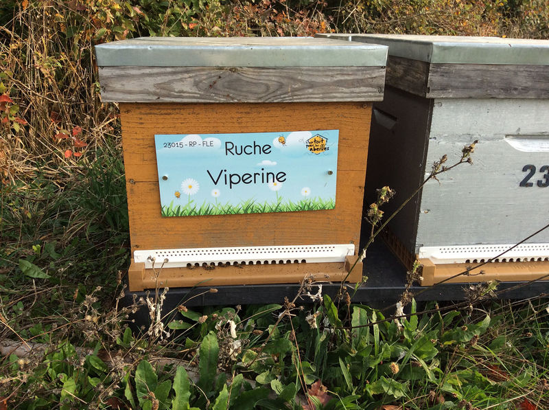 La ruche Viperine 
