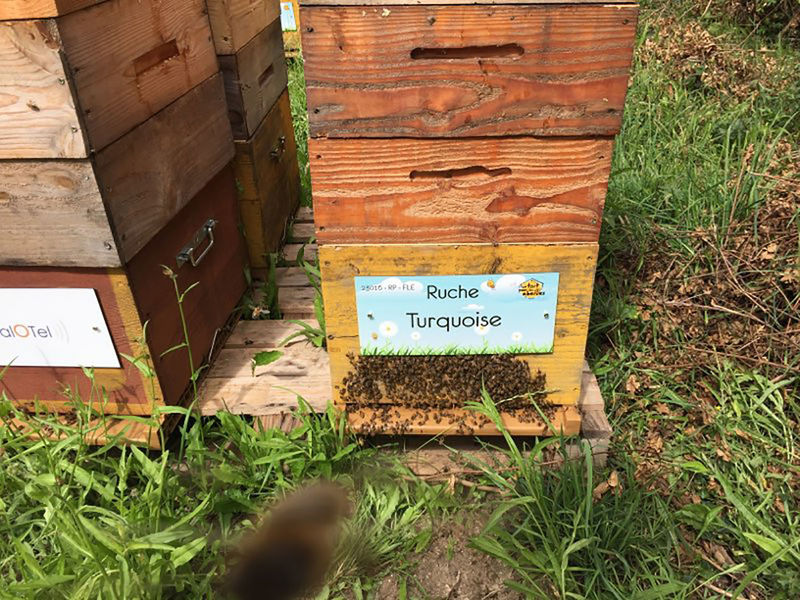 La ruche Turquoise