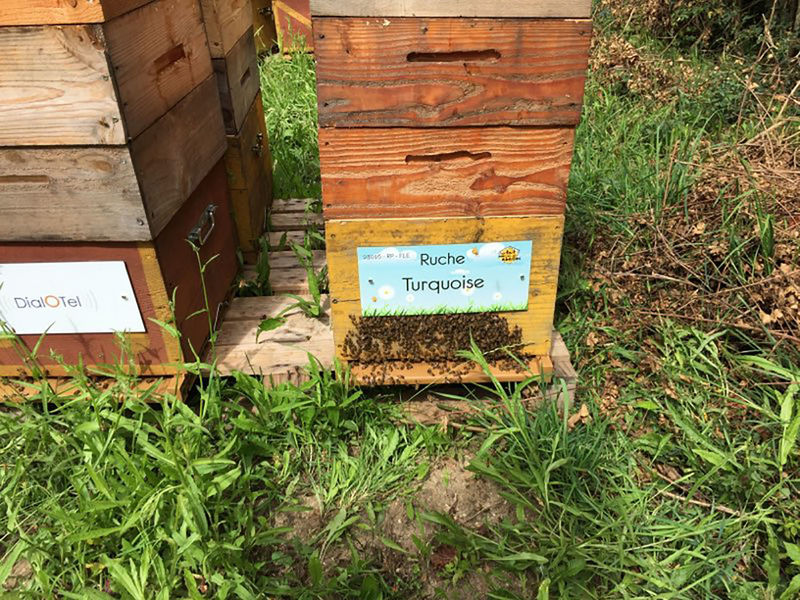 La ruche Turquoise