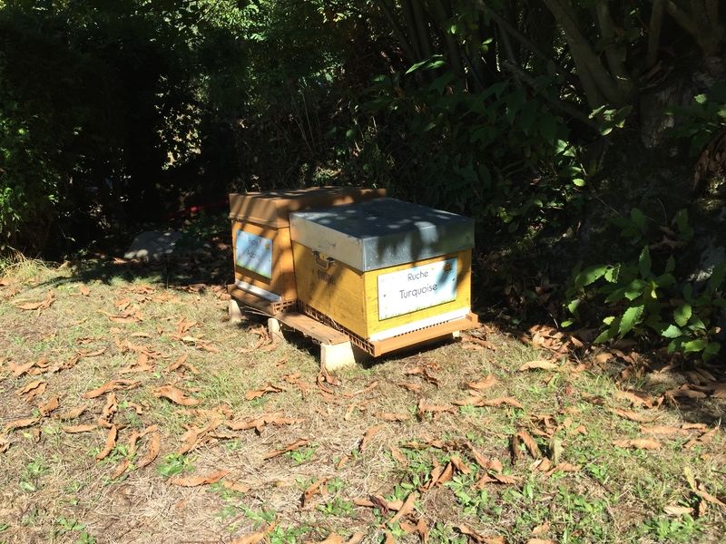 La ruche Turquoise