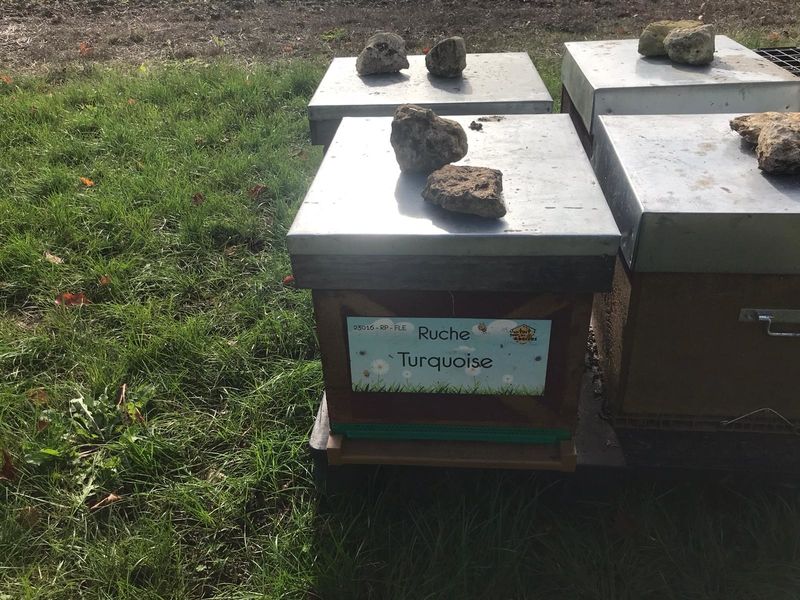 La ruche Turquoise