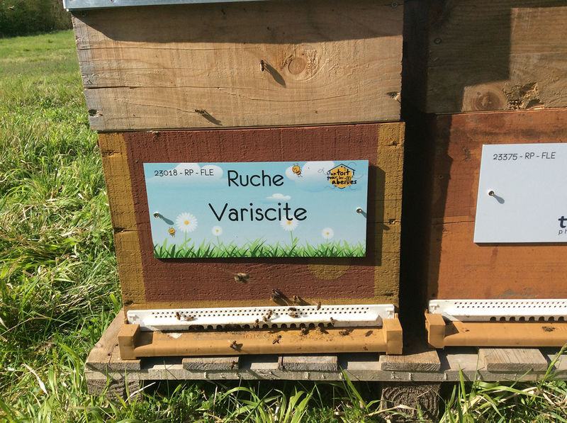 La ruche