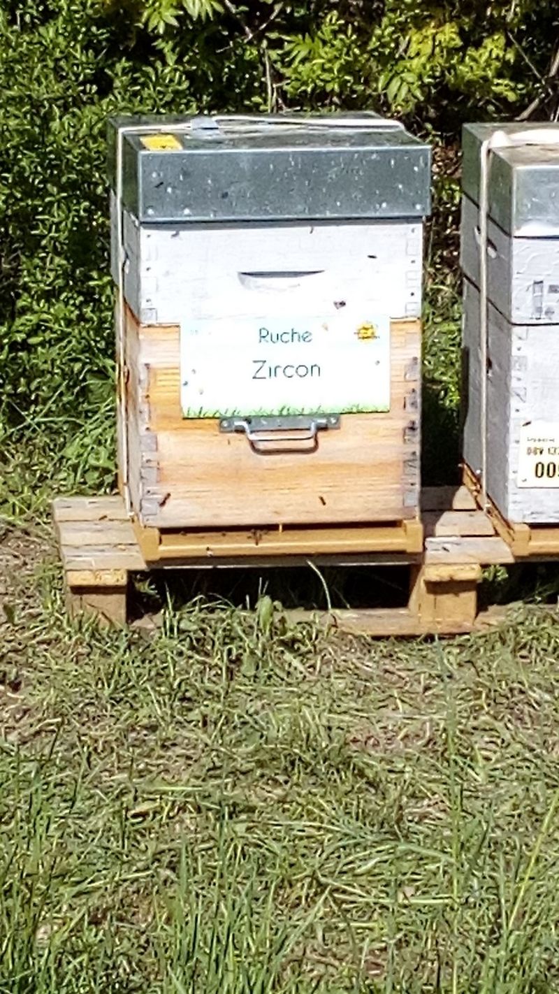 La ruche Zircon