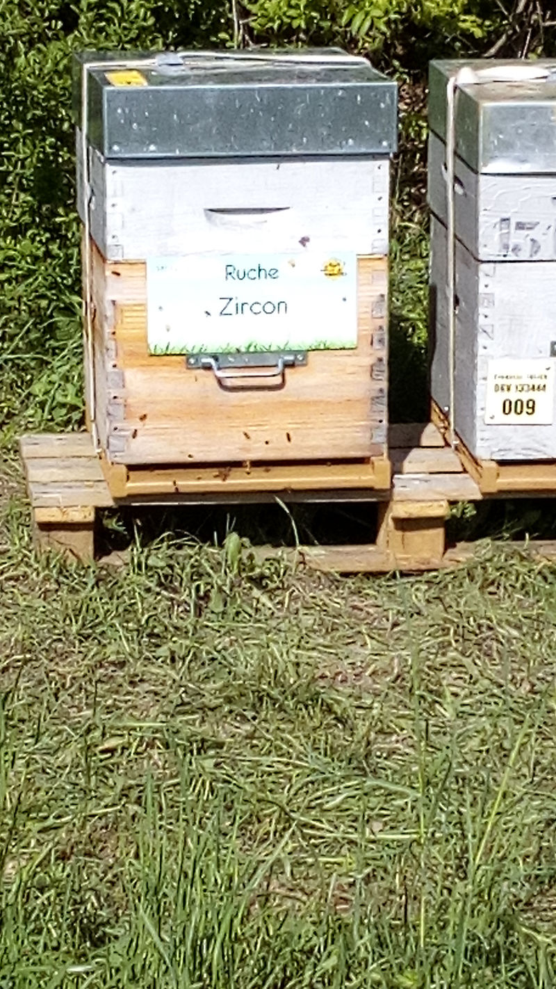 La ruche Zircon
