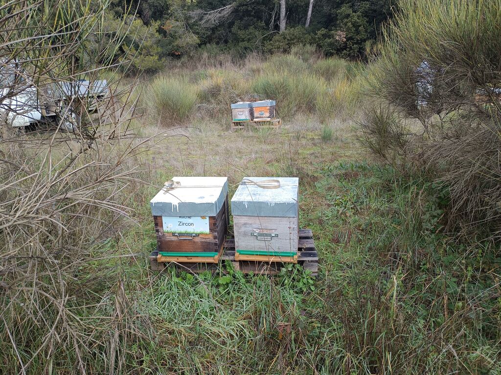 La ruche Zircon