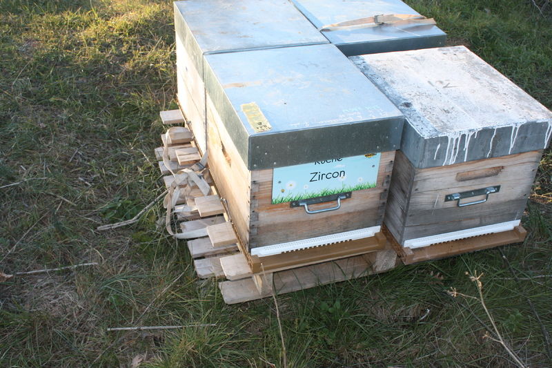 La ruche Zircon