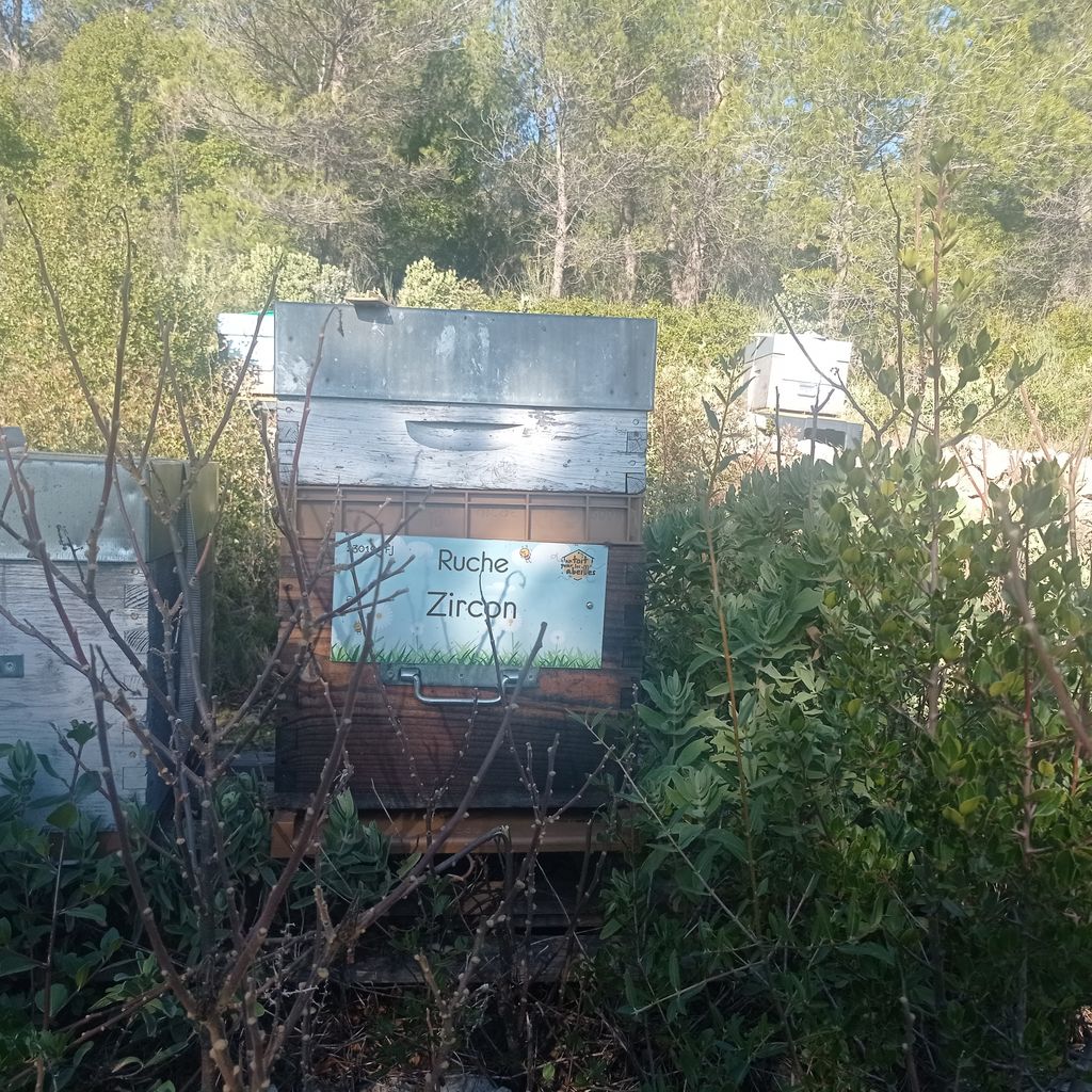 La ruche Zircon