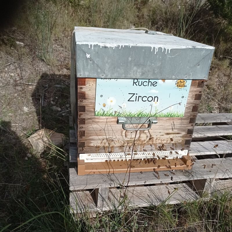 La ruche Zircon