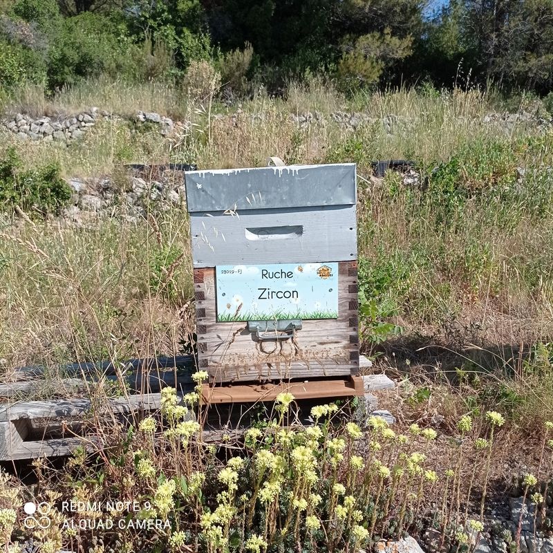 La ruche Zircon