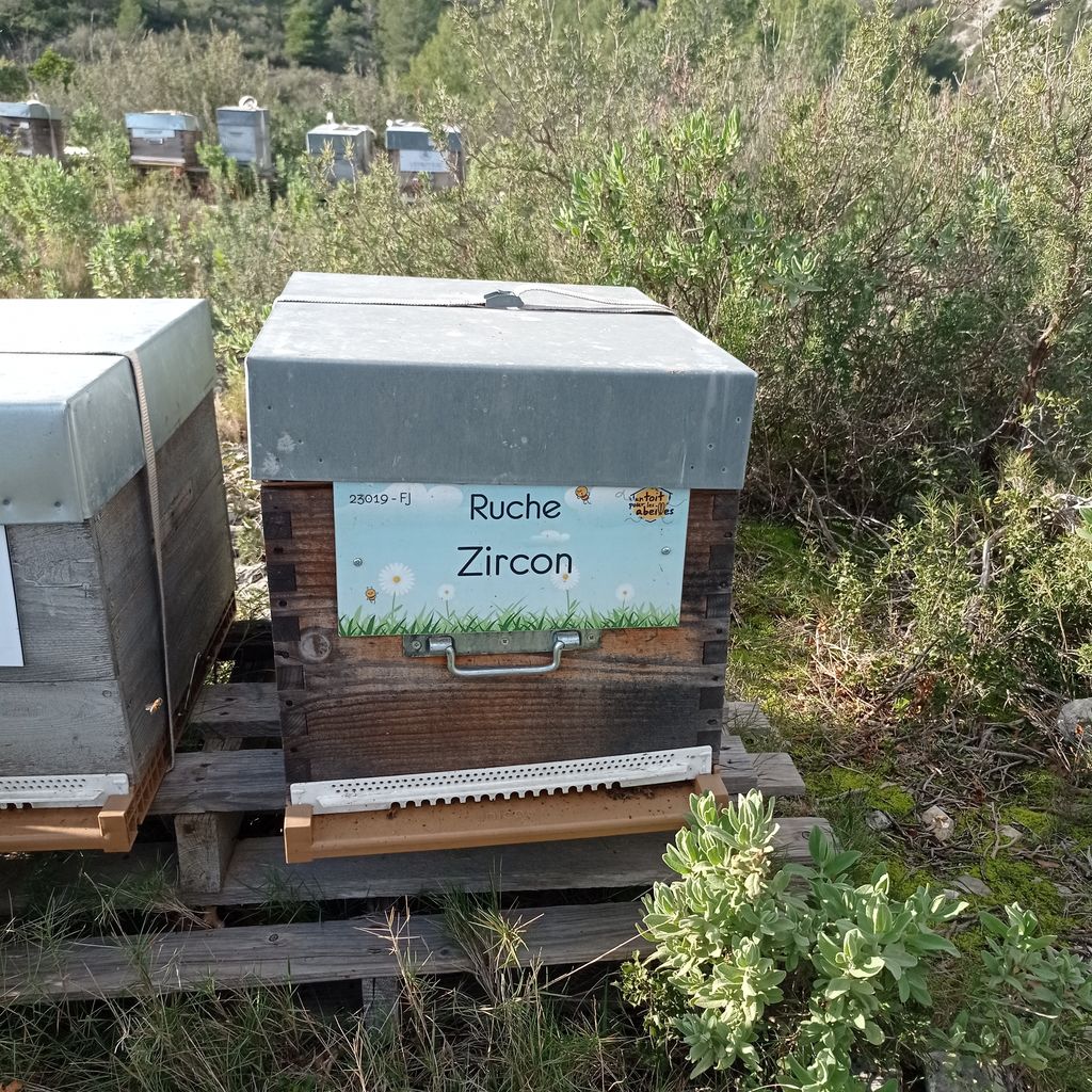 La ruche Zircon
