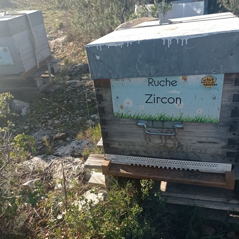 La ruche Zircon