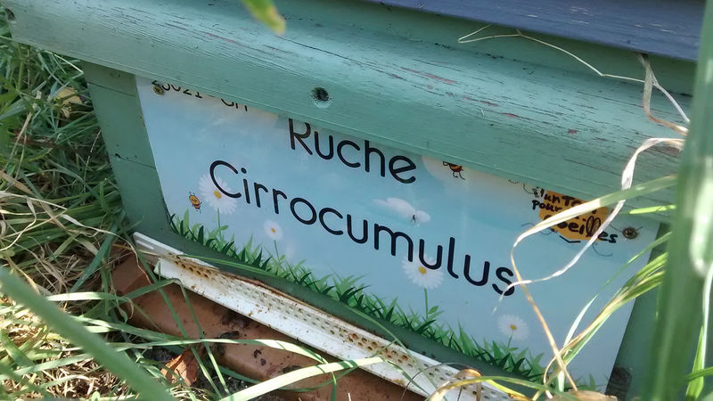 La ruche Cirrocumulus 