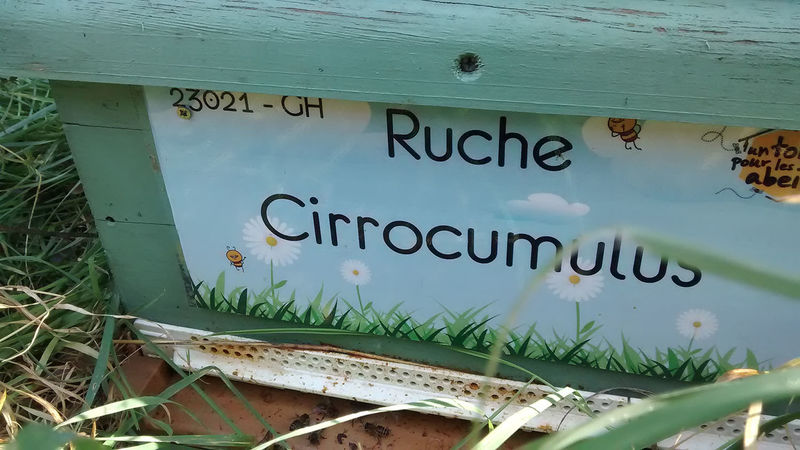 La ruche Cirrocumulus 